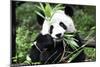 China 10MKm2 Collection - Giant Panda-Philippe Hugonnard-Mounted Premium Photographic Print