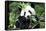 China 10MKm2 Collection - Giant Panda-Philippe Hugonnard-Framed Stretched Canvas