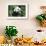 China 10MKm2 Collection - Giant Panda-Philippe Hugonnard-Framed Photographic Print displayed on a wall