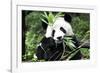 China 10MKm2 Collection - Giant Panda-Philippe Hugonnard-Framed Photographic Print