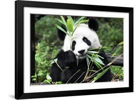 China 10MKm2 Collection - Giant Panda-Philippe Hugonnard-Framed Photographic Print