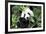 China 10MKm2 Collection - Giant Panda-Philippe Hugonnard-Framed Photographic Print