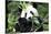China 10MKm2 Collection - Giant Panda-Philippe Hugonnard-Mounted Photographic Print