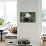 China 10MKm2 Collection - Giant Panda-Philippe Hugonnard-Framed Stretched Canvas displayed on a wall