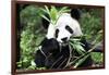 China 10MKm2 Collection - Giant Panda-Philippe Hugonnard-Framed Photographic Print