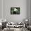 China 10MKm2 Collection - Giant Panda-Philippe Hugonnard-Framed Photographic Print displayed on a wall