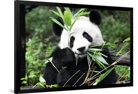 China 10MKm2 Collection - Giant Panda-Philippe Hugonnard-Framed Photographic Print