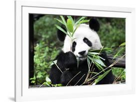 China 10MKm2 Collection - Giant Panda-Philippe Hugonnard-Framed Photographic Print