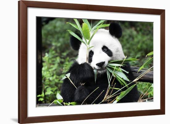 China 10MKm2 Collection - Giant Panda-Philippe Hugonnard-Framed Photographic Print