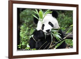 China 10MKm2 Collection - Giant Panda-Philippe Hugonnard-Framed Photographic Print