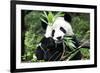 China 10MKm2 Collection - Giant Panda-Philippe Hugonnard-Framed Photographic Print