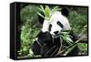 China 10MKm2 Collection - Giant Panda-Philippe Hugonnard-Framed Stretched Canvas