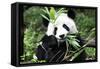 China 10MKm2 Collection - Giant Panda-Philippe Hugonnard-Framed Stretched Canvas