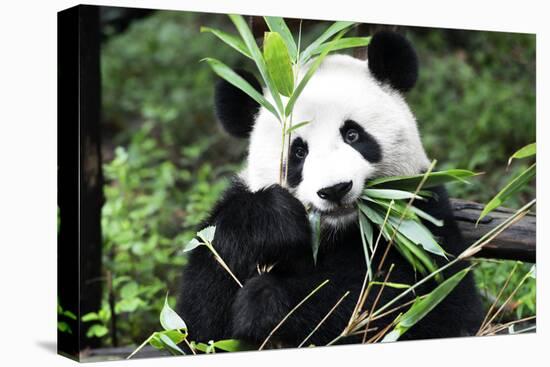 China 10MKm2 Collection - Giant Panda-Philippe Hugonnard-Stretched Canvas