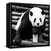 China 10MKm2 Collection - Giant Panda-Philippe Hugonnard-Framed Stretched Canvas