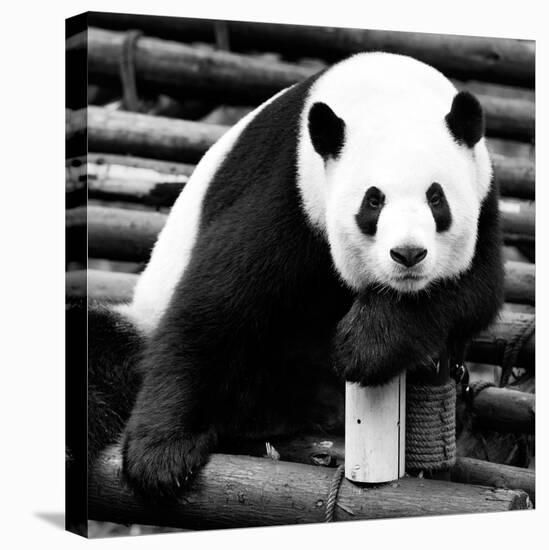 China 10MKm2 Collection - Giant Panda-Philippe Hugonnard-Stretched Canvas