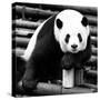 China 10MKm2 Collection - Giant Panda-Philippe Hugonnard-Stretched Canvas