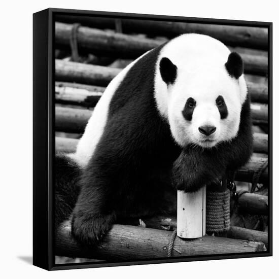 China 10MKm2 Collection - Giant Panda-Philippe Hugonnard-Framed Stretched Canvas