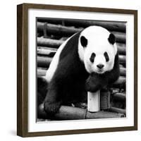 China 10MKm2 Collection - Giant Panda-Philippe Hugonnard-Framed Photographic Print