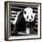 China 10MKm2 Collection - Giant Panda-Philippe Hugonnard-Framed Photographic Print