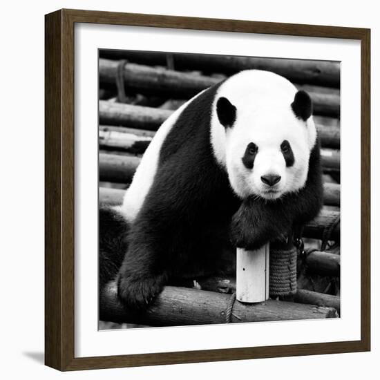 China 10MKm2 Collection - Giant Panda-Philippe Hugonnard-Framed Photographic Print