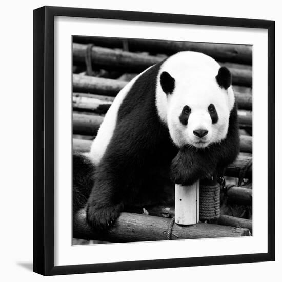 China 10MKm2 Collection - Giant Panda-Philippe Hugonnard-Framed Photographic Print