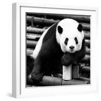 China 10MKm2 Collection - Giant Panda-Philippe Hugonnard-Framed Photographic Print