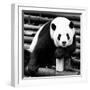 China 10MKm2 Collection - Giant Panda-Philippe Hugonnard-Framed Photographic Print