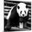 China 10MKm2 Collection - Giant Panda-Philippe Hugonnard-Mounted Photographic Print