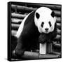 China 10MKm2 Collection - Giant Panda-Philippe Hugonnard-Framed Stretched Canvas