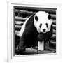 China 10MKm2 Collection - Giant Panda-Philippe Hugonnard-Framed Photographic Print