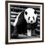 China 10MKm2 Collection - Giant Panda-Philippe Hugonnard-Framed Photographic Print