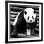 China 10MKm2 Collection - Giant Panda-Philippe Hugonnard-Framed Photographic Print