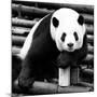 China 10MKm2 Collection - Giant Panda-Philippe Hugonnard-Mounted Photographic Print