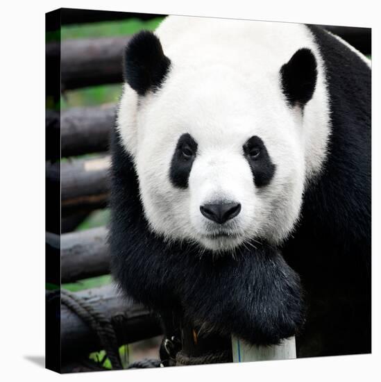 China 10MKm2 Collection - Giant Panda-Philippe Hugonnard-Stretched Canvas