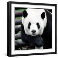 China 10MKm2 Collection - Giant Panda-Philippe Hugonnard-Framed Photographic Print