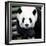 China 10MKm2 Collection - Giant Panda-Philippe Hugonnard-Framed Photographic Print