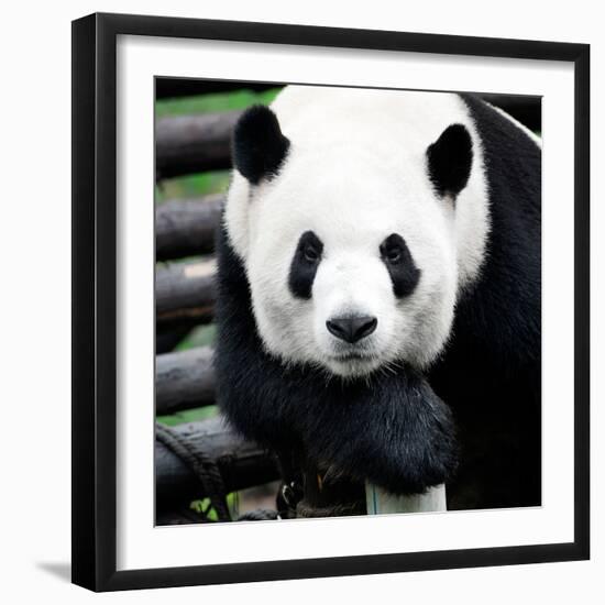 China 10MKm2 Collection - Giant Panda-Philippe Hugonnard-Framed Photographic Print