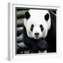 China 10MKm2 Collection - Giant Panda-Philippe Hugonnard-Framed Photographic Print