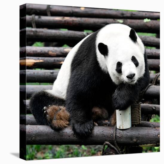 China 10MKm2 Collection - Giant Panda-Philippe Hugonnard-Stretched Canvas