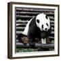 China 10MKm2 Collection - Giant Panda-Philippe Hugonnard-Framed Photographic Print