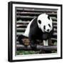 China 10MKm2 Collection - Giant Panda-Philippe Hugonnard-Framed Photographic Print