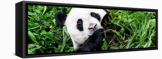 China 10MKm2 Collection - Giant Panda-Philippe Hugonnard-Framed Stretched Canvas