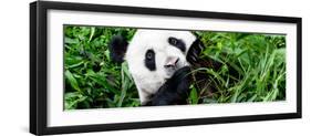 China 10MKm2 Collection - Giant Panda-Philippe Hugonnard-Framed Photographic Print