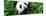 China 10MKm2 Collection - Giant Panda-Philippe Hugonnard-Mounted Photographic Print
