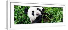 China 10MKm2 Collection - Giant Panda-Philippe Hugonnard-Framed Premium Photographic Print