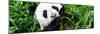 China 10MKm2 Collection - Giant Panda-Philippe Hugonnard-Mounted Premium Photographic Print