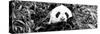 China 10MKm2 Collection - Giant Panda-Philippe Hugonnard-Stretched Canvas