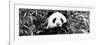 China 10MKm2 Collection - Giant Panda-Philippe Hugonnard-Framed Photographic Print