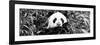 China 10MKm2 Collection - Giant Panda-Philippe Hugonnard-Framed Photographic Print